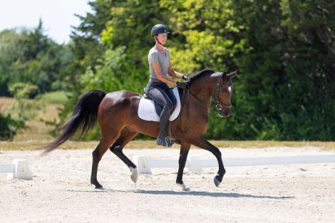 HorseID: 2308604 Ruh Roh - PhotoID: 1092803