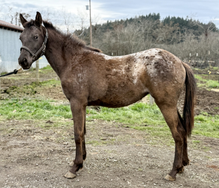 HorseID: 2308605 Polly Anna - PhotoID: 1092884