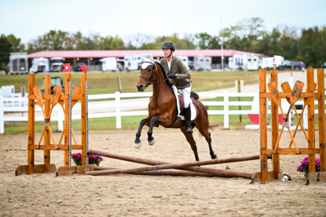 HorseID: 2308606 Jeffros Thumbelina - PhotoID: 1092806