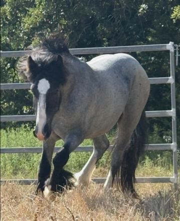 HorseID: 2308609 Qt judgement day - PhotoID: 1092809