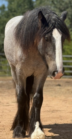 HorseID: 2308609 Qt judgement day - PhotoID: 1092811