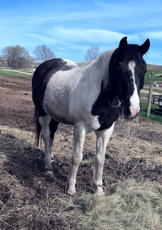 HorseID: 2308615 Cash - PhotoID: 1092815