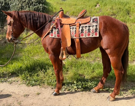 HorseID: 2308617 DANCIN RED DIAMOND - PhotoID: 1092819