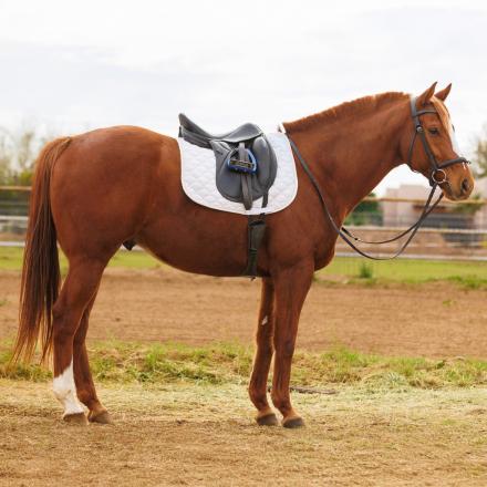 HorseID: 2308618 Make Suggestions - PhotoID: 1092824