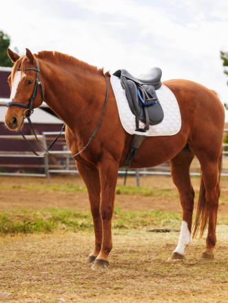 HorseID: 2308618 Make Suggestions - PhotoID: 1092824