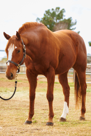 HorseID: 2308618 Make Suggestions - PhotoID: 1092991