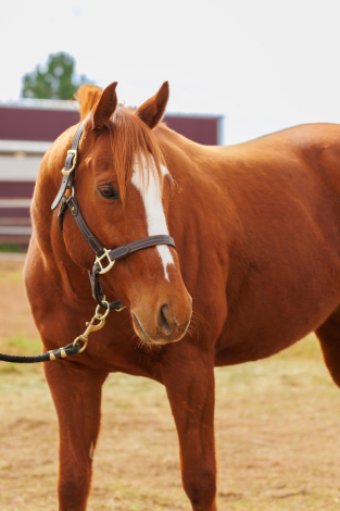 HorseID: 2308618 Make Suggestions - PhotoID: 1092992