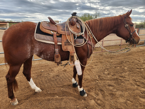 HorseID: 2308620 Rebels Got Your Gun - PhotoID: 1092825