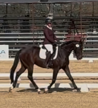 HorseID: 2308622 Quattro Di Tutto - PhotoID: 1092920