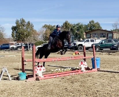 HorseID: 2308622 Quattro Di Tutto - PhotoID: 1092959