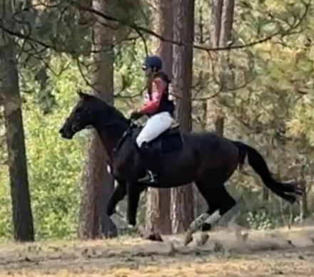 HorseID: 2308622 Quattro Di Tutto - PhotoID: 1092961