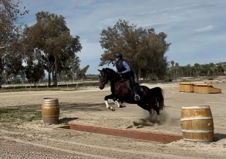 HorseID: 2308622 Quattro Di Tutto - PhotoID: 1092962