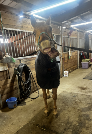 HorseID: 2308623 WHATALASTREFLECTION - PhotoID: 1092834