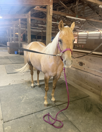 HorseID: 2308623 WHATALASTREFLECTION - PhotoID: 1092835