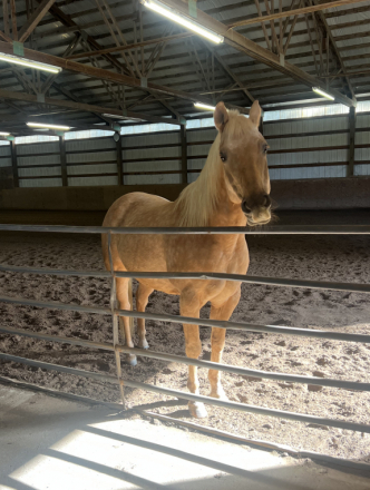 HorseID: 2308623 WHATALASTREFLECTION - PhotoID: 1092836