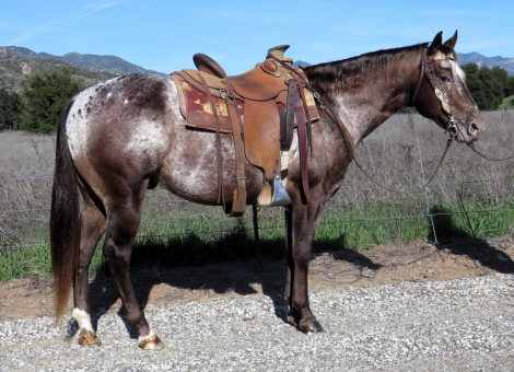 HorseID: 2308625 SOME BIG SECRET - PhotoID: 1092838