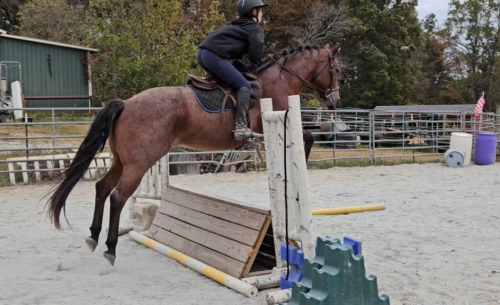 HorseID: 2308626 Bonita.  Registered. Handy. Broke. Safe. Sound. - PhotoID: 1092841