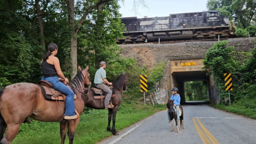 HorseID: 2308626 Bonita.  Registered. Handy. Broke. Safe. Sound. - PhotoID: 1092843