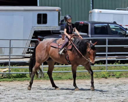 HorseID: 2308626 Bonita.  Registered. Handy. Broke. Safe. Sound. - PhotoID: 1092844