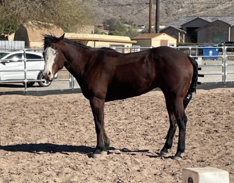 HorseID: 2308628 Promises made Easy - PhotoID: 1092845