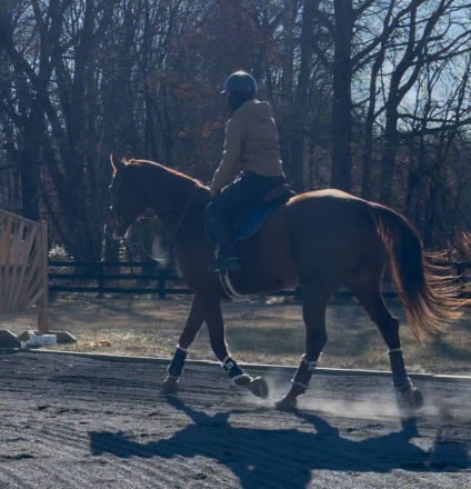 HorseID: 2308629 The boys club - PhotoID: 1092852