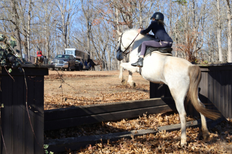 HorseID: 2308630 Julep Fox Hunted, Jumps, Trails, Obstacles w/ kids - PhotoID: 1092846