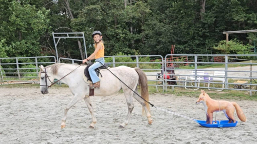 HorseID: 2308630 Julep Fox Hunted, Jumps, Trails, Obstacles w/ kids - PhotoID: 1092847