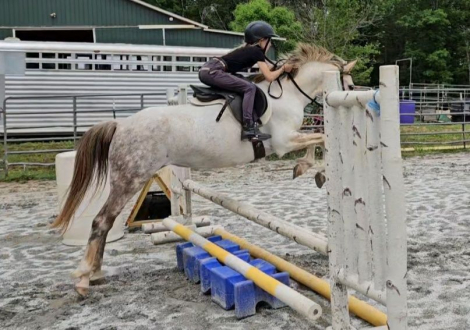 HorseID: 2308630 Julep Fox Hunted, Jumps, Trails, Obstacles w/ kids - PhotoID: 1092848