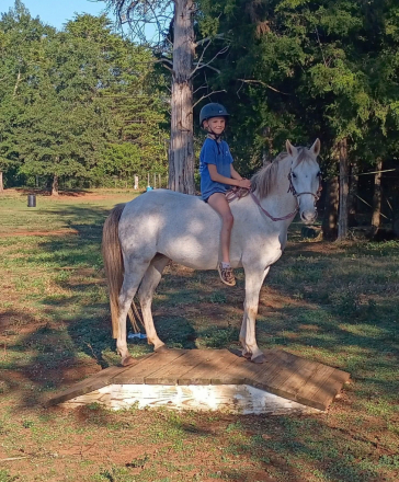 HorseID: 2308630 Julep Fox Hunted, Jumps, Trails, Obstacles w/ kids - PhotoID: 1092849