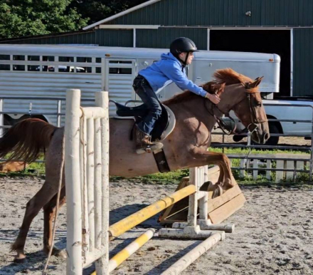 HorseID: 2308630 Bambi Fox Hunted, Jumps, Trails, Obstacles w/ kids - PhotoID: 1092847