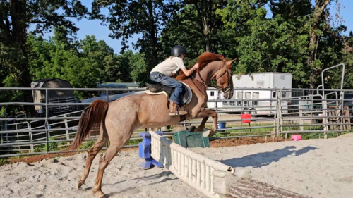 HorseID: 2308630 Bambi Fox Hunted, Jumps, Trails, Obstacles w/ kids - PhotoID: 1092849