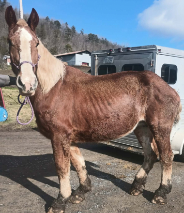 HorseID: 2308631 Ginger Rogers - PhotoID: 1092855