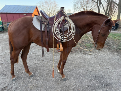 HorseID: 2308632 Foose Foose Baby - PhotoID: 1092856