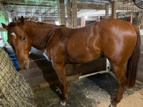 HorseID: 2308632 Foose Foose Baby - PhotoID: 1092857