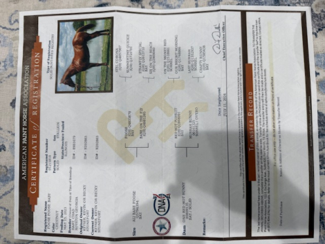 HorseID: 2308632 Foose Foose Baby - PhotoID: 1092858