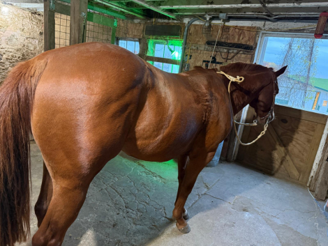 HorseID: 2308632 Foose Foose Baby - PhotoID: 1092859