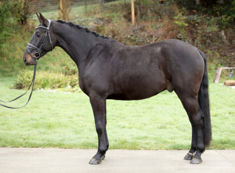 HorseID: 2308633 Casino Royale - PhotoID: 1092860