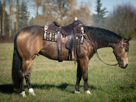 HorseID: 2308634 JTA Dunit Ina Flash - PhotoID: 1092861