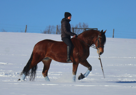 HorseID: 2308637 D&D Dolly - PhotoID: 1092873