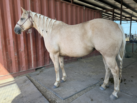 HorseID: 2308638 PEPONITAS TATER TOT - PhotoID: 1092874