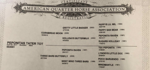 HorseID: 2308638 PEPONITAS TATER TOT - PhotoID: 1092875