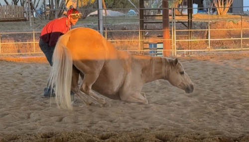 HorseID: 2308638 PEPONITAS TATER TOT - PhotoID: 1092877