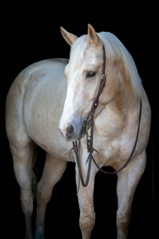 HorseID: 2308639 Sr zing bling - PhotoID: 1092882