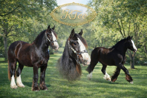 HorseID: 2308640 RTI ROYAL KAYTEE - PhotoID: 1092878