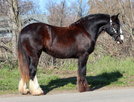 HorseID: 2308640 RTI ROYAL KAYTEE - PhotoID: 1092879