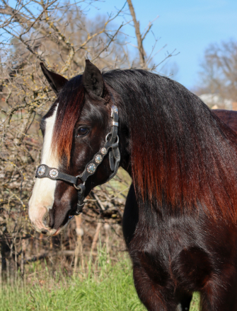 HorseID: 2308640 RTI ROYAL KAYTEE - PhotoID: 1092880