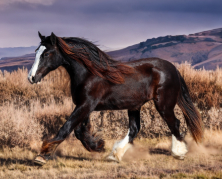 HorseID: 2308640 RTI ROYAL KAYTEE - PhotoID: 1092881