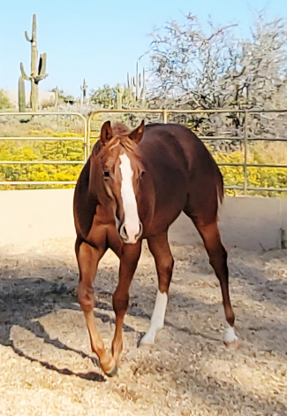 HorseID: 2308642 Figured Im Good - PhotoID: 1093377