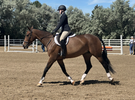 HorseID: 2308643 Julisimo - PhotoID: 1092891