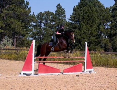 HorseID: 2308643 Julisimo - PhotoID: 1092893